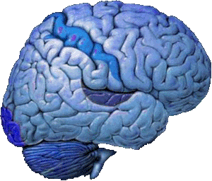 Ljudski mozak